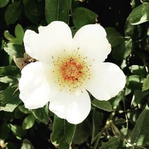 Meet your Posher, Dylan